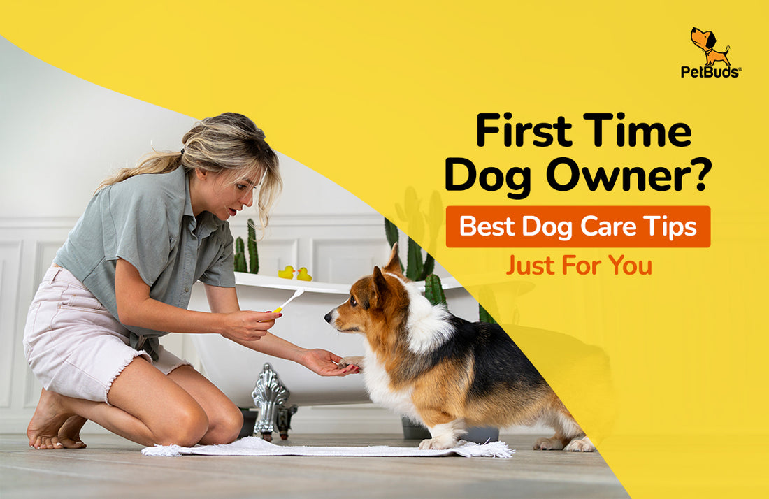 First Time Dog Parent? Best Dog Care Tips Just For You