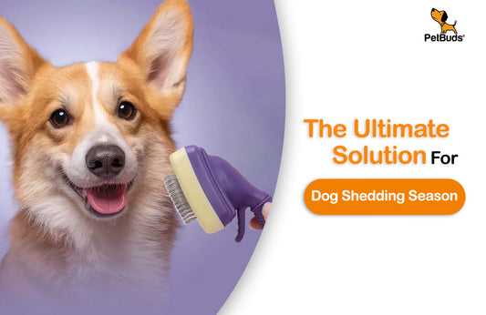 Your Ultimate Solution For Dog Shedding Season