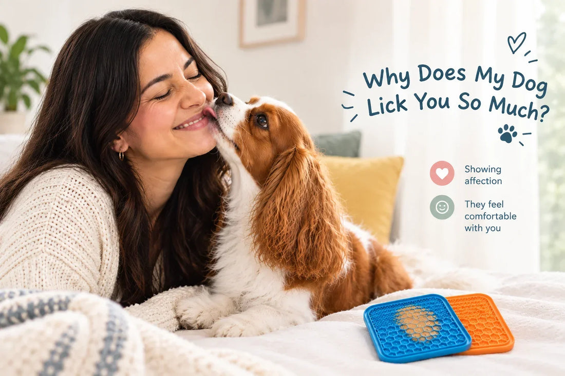 Why do dogs lick you? A dog licking its owner’s hand
