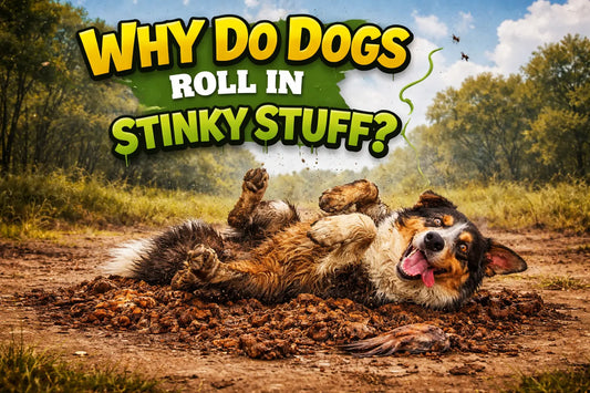 Dog rolling in smelly dirt outdoors explaining why dogs roll in stinky stuff and natural canine behavior