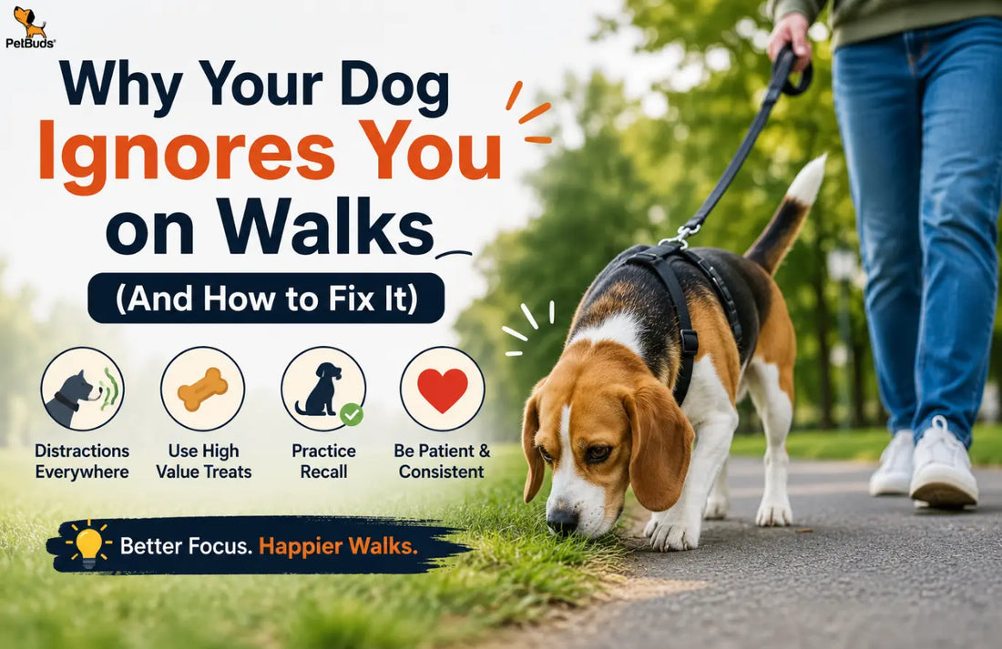 Dog ignoring owner on walk while sniffing outdoors with training tips to improve focus and recall