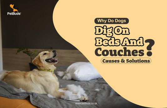 why do dogs dig on beds and couches