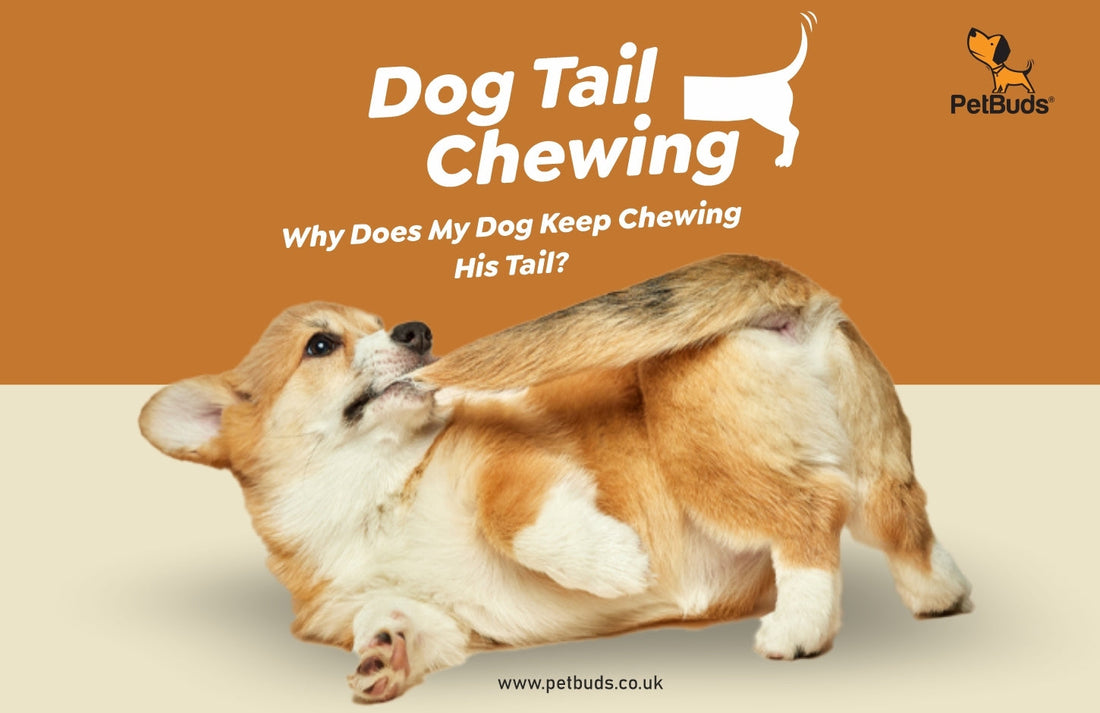 Dog Tail Chewing: Why Does My Dog Keep Chewing His Tail?